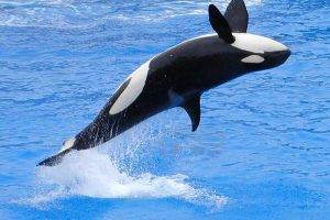 orca, Jumping, Animals