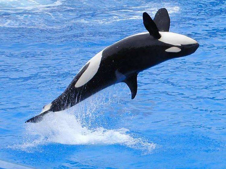 orca, Jumping, Animals HD Wallpaper Desktop Background
