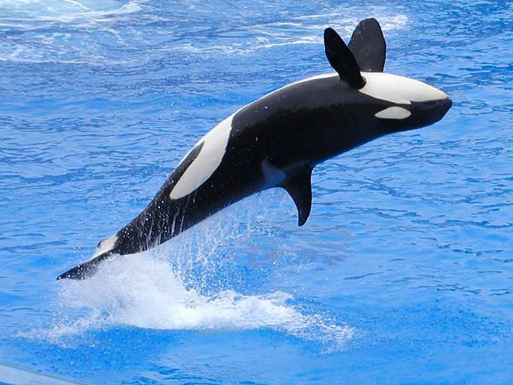 orca, Jumping, Animals Wallpaper