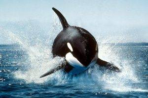 animals, Orca, Splashes, National Geographic