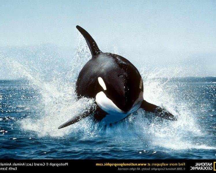 animals, Orca, Splashes, National Geographic HD Wallpaper Desktop Background