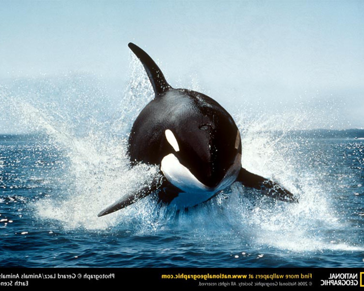animals, Orca, Splashes, National Geographic Wallpaper
