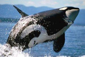 orca, Sea, Splashes, Animals