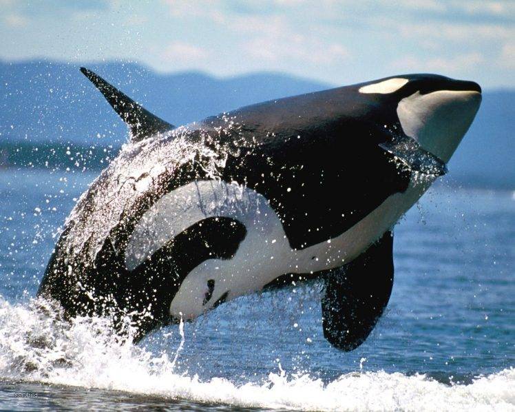 orca, Sea, Splashes, Animals HD Wallpaper Desktop Background