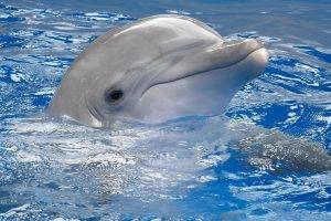 dolphin, Animals