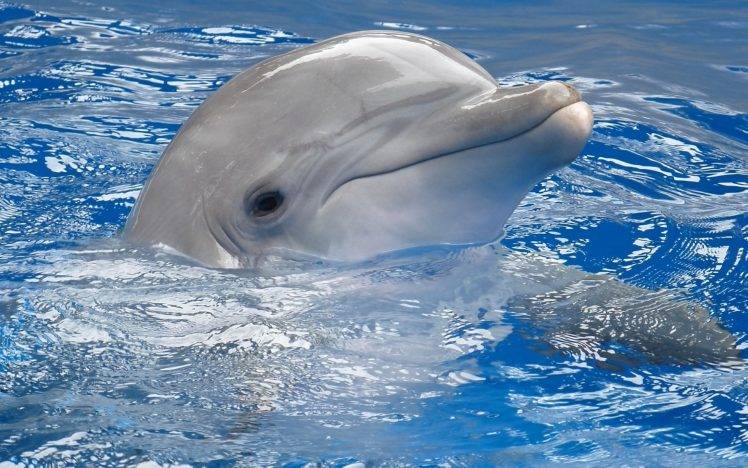 dolphin, Animals Wallpapers HD / Desktop and Mobile Backgrounds