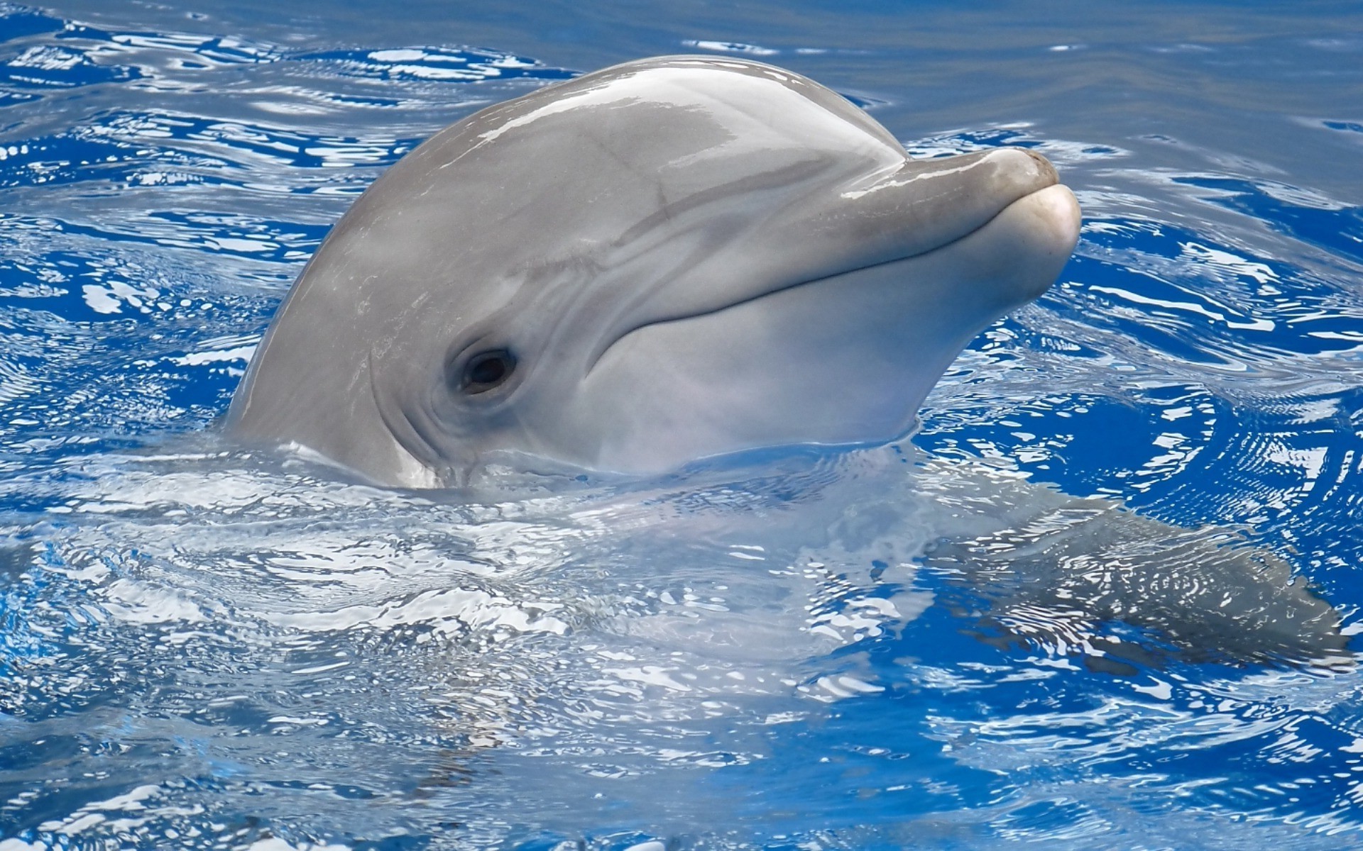 dolphin, Animals Wallpaper