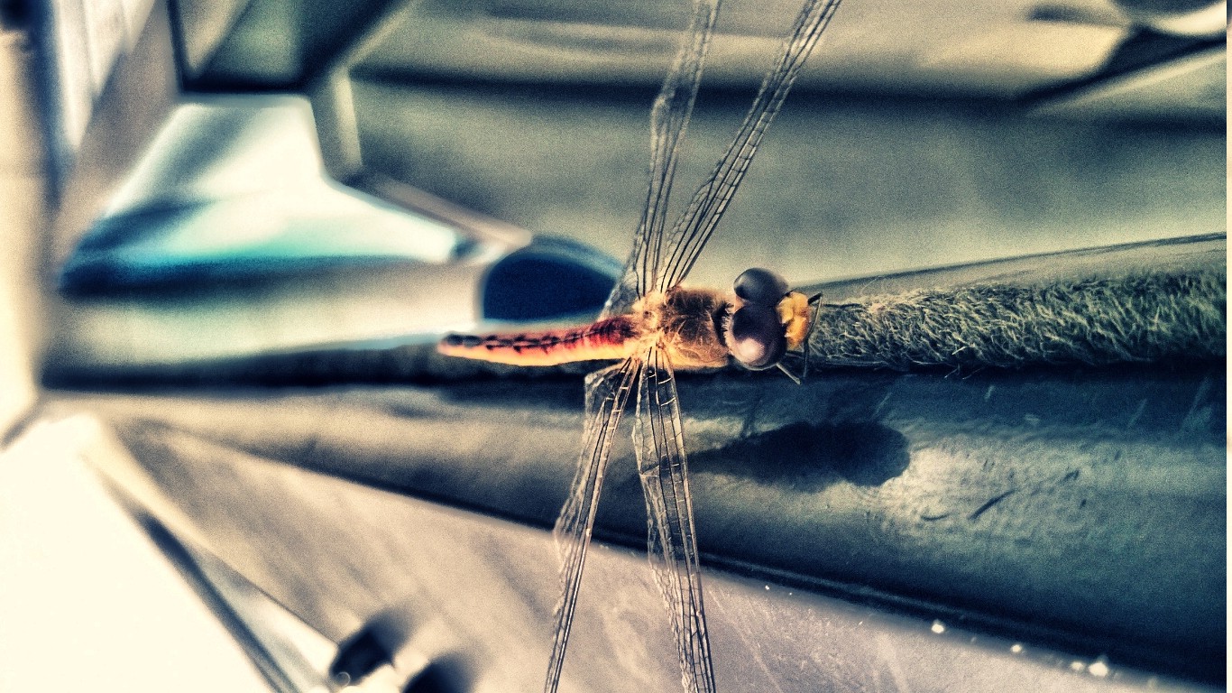 dragonflies, Nature Wallpaper