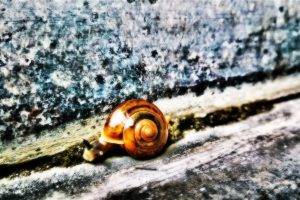 snail, Nature