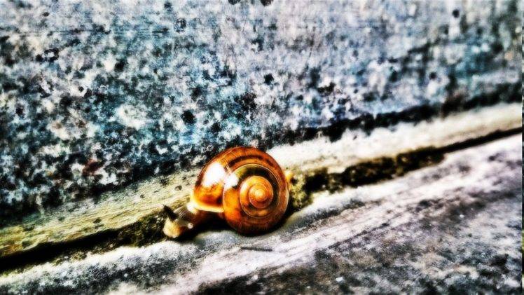 snail, Nature HD Wallpaper Desktop Background