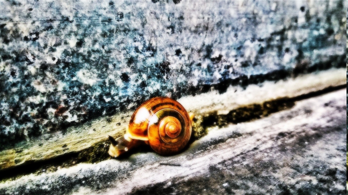 snail, Nature Wallpaper
