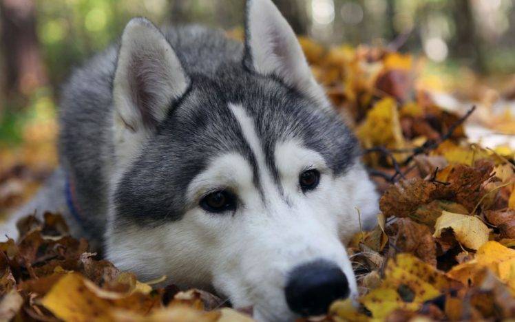 dog, Animals, Leaves HD Wallpaper Desktop Background