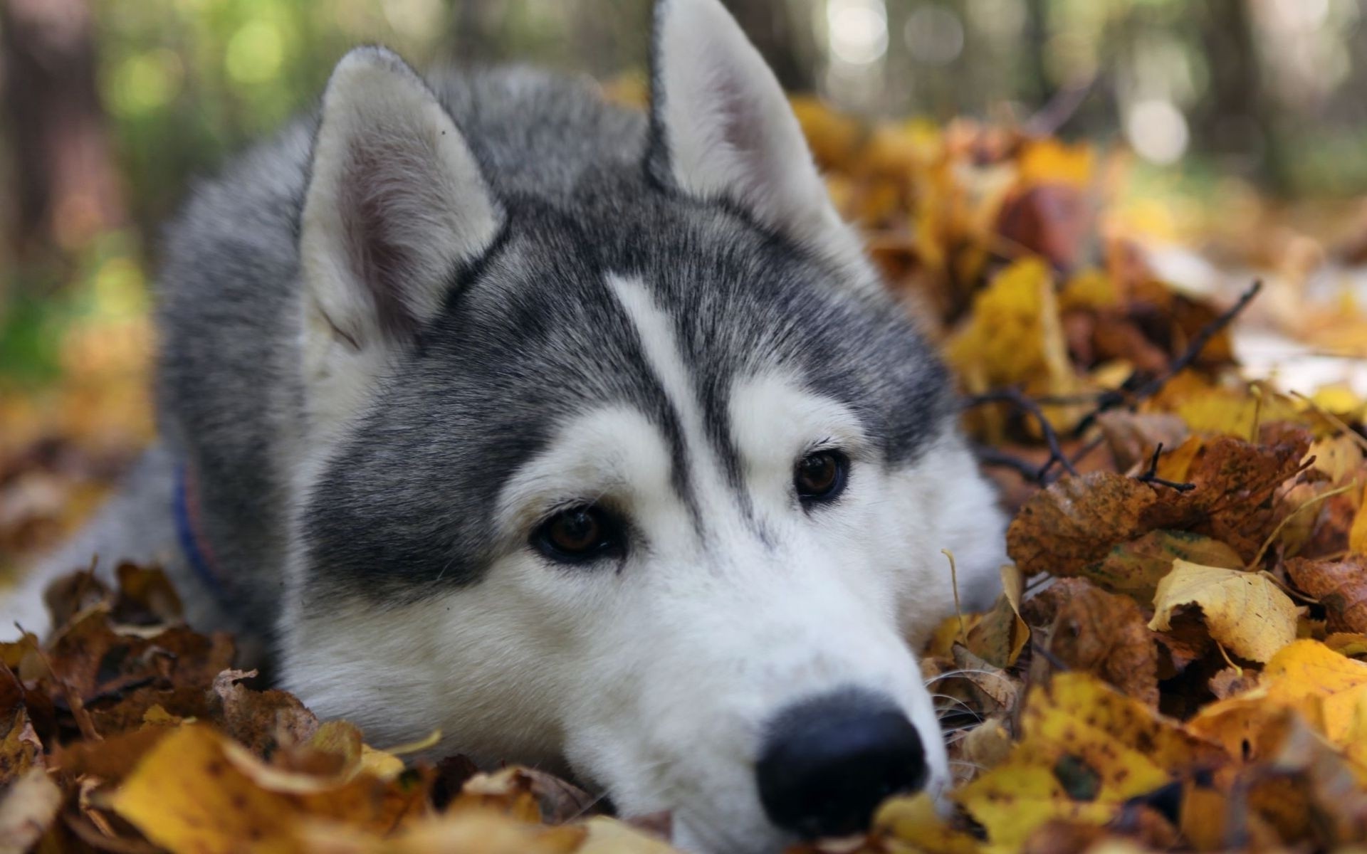 dog, Animals, Leaves Wallpaper
