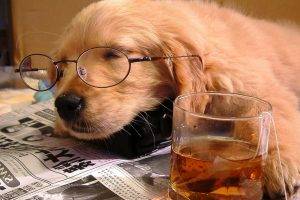 dog, Glasses, Newspapers, Drink, Animals