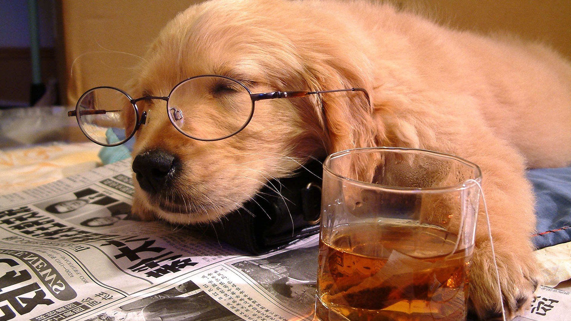 dog, Glasses, Newspapers, Drink, Animals Wallpaper