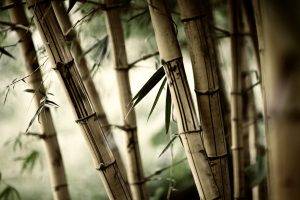 macro, Nature, Bamboo