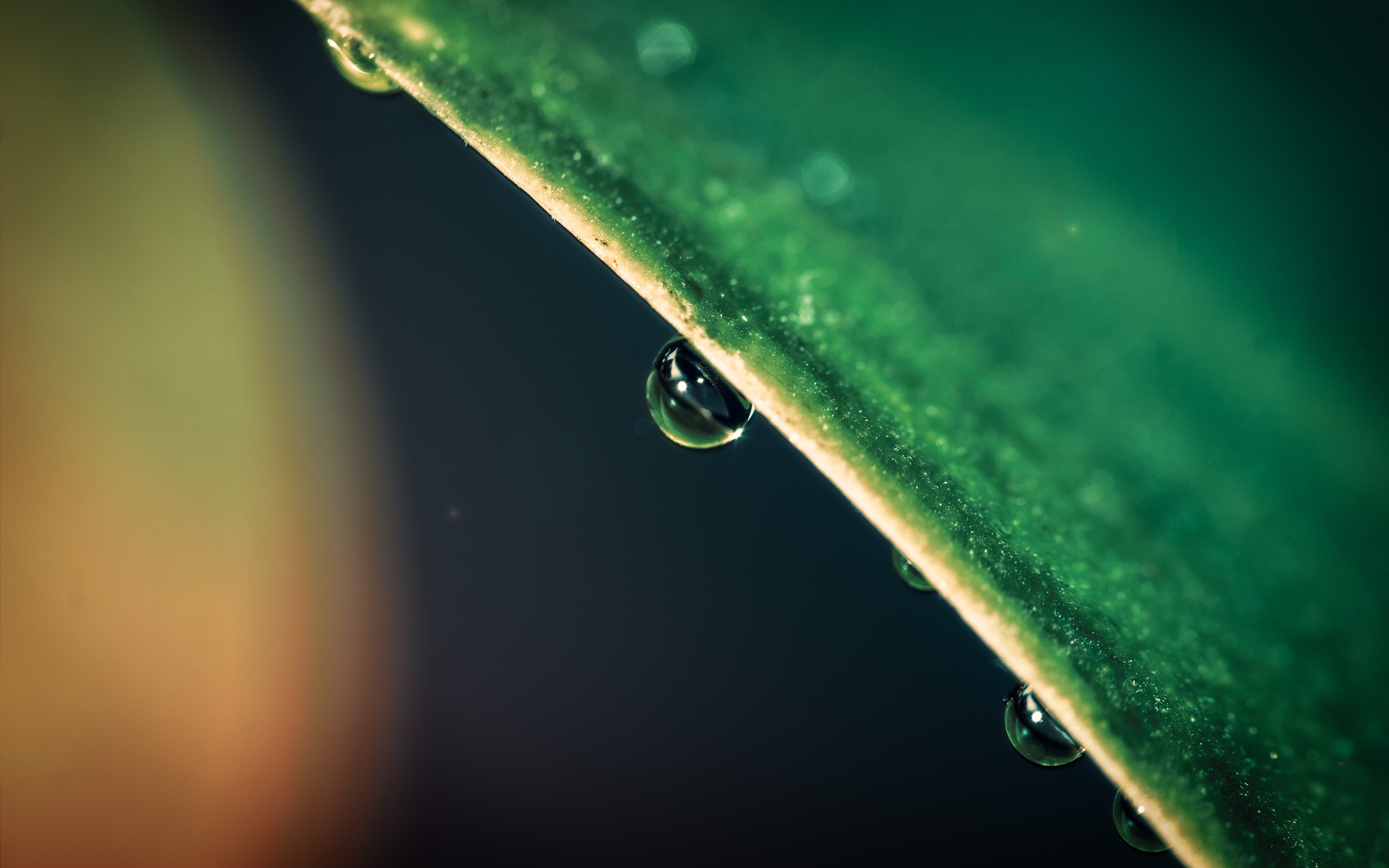 nature, Water Drops, Leaves Wallpaper