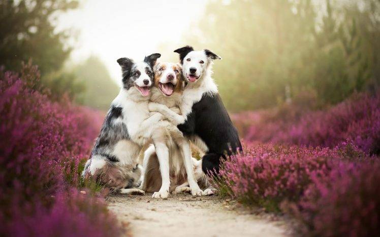dog, Border Collie, Animals, Nature, Depth Of Field, Path, Lavender HD Wallpaper Desktop Background
