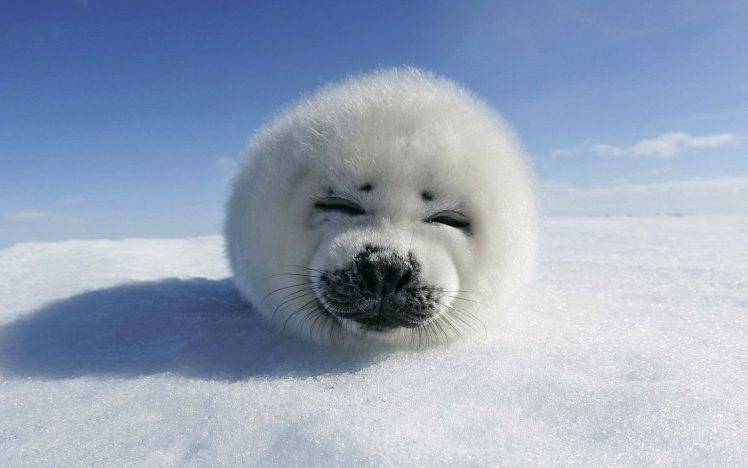 animals, Seals HD Wallpaper Desktop Background