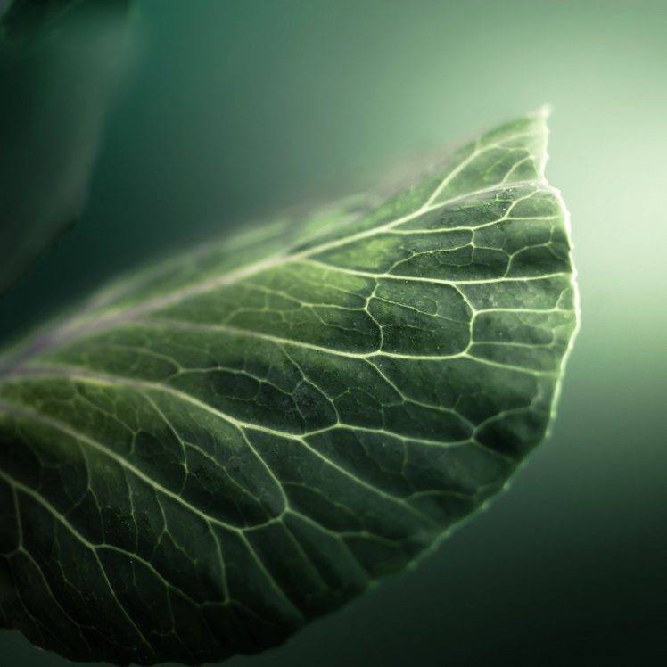 filter, Macro, Green, Nature HD Wallpaper Desktop Background