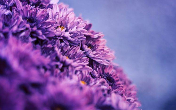filter, Nature, Flowers, Macro, Purple Flowers HD Wallpaper Desktop Background
