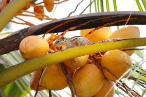 squirrel, King Coconut, Nature