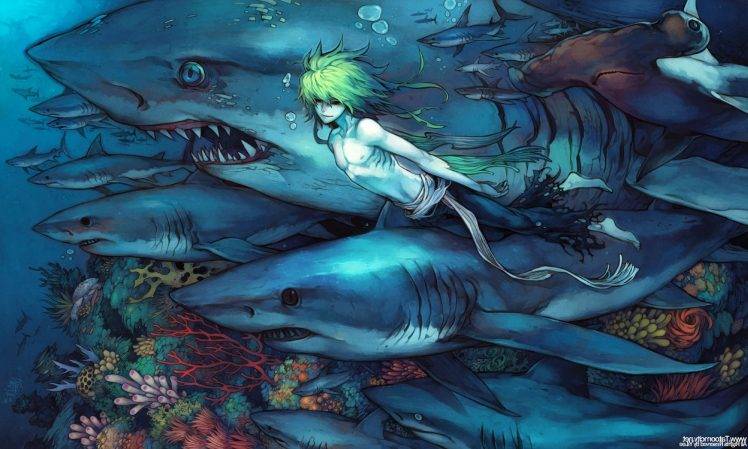 shark, Underwater HD Wallpaper Desktop Background