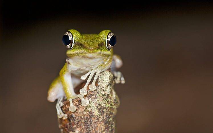 animals, Frog, Blurred, Amphibian HD Wallpaper Desktop Background