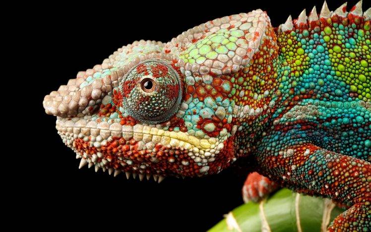 animals, Chameleons, Colorful HD Wallpaper Desktop Background