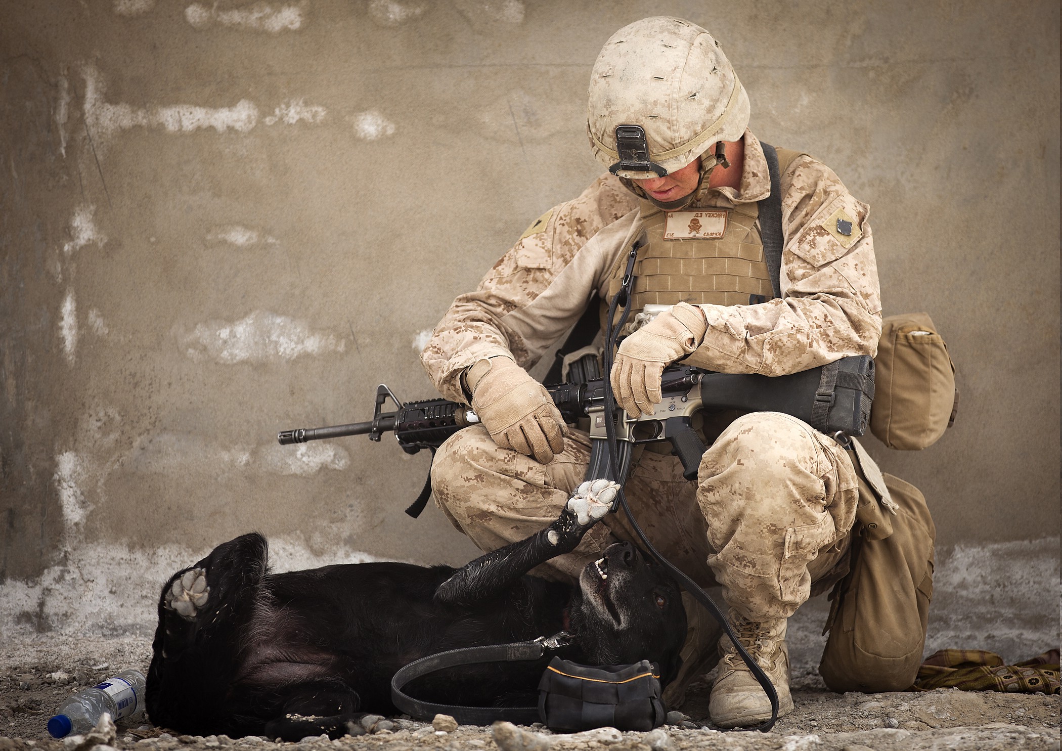 soldier, Dog Wallpaper