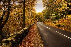 nature, Road, Trees, Forest