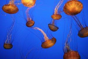 jellyfish, Nature