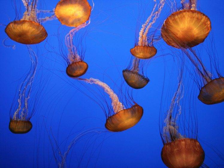 jellyfish, Nature HD Wallpaper Desktop Background