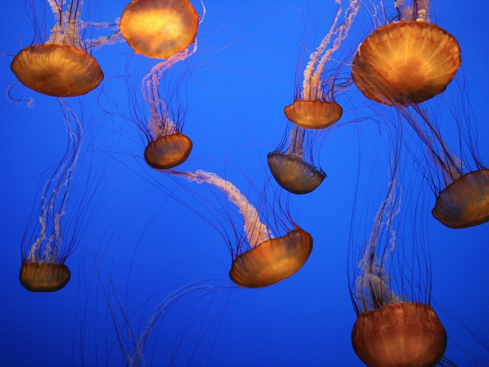 jellyfish, Nature Wallpaper