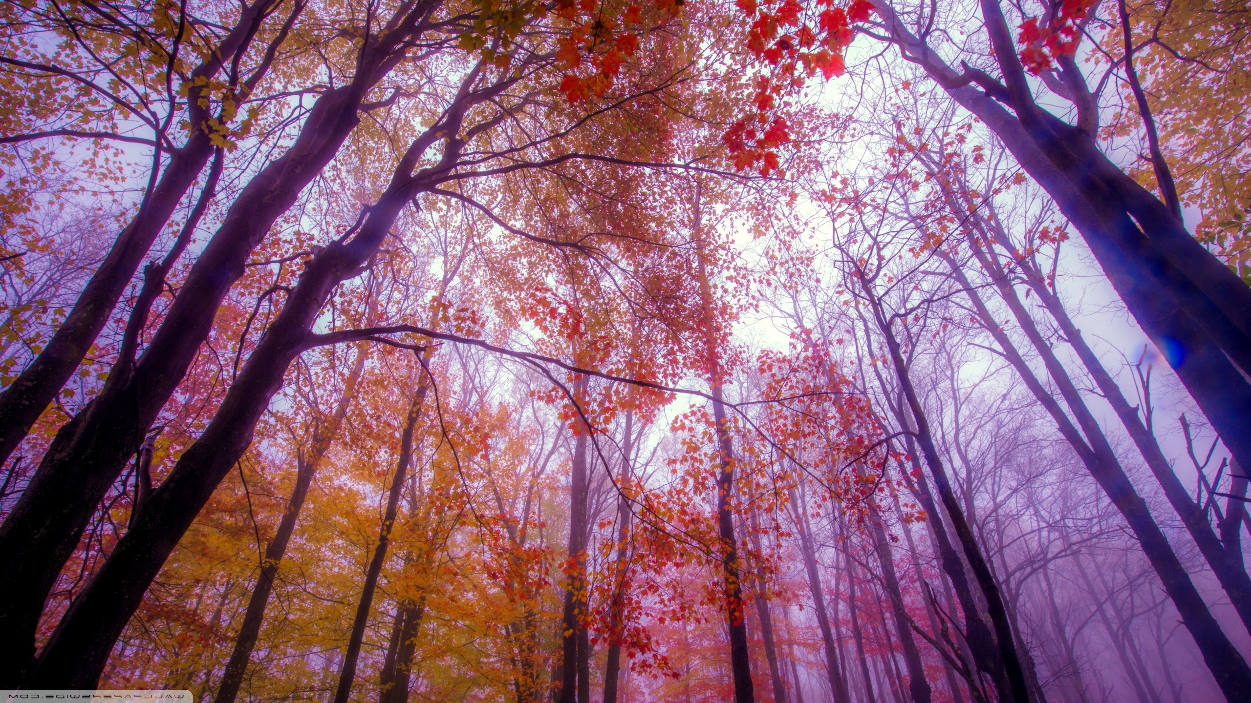 forest, Trees, Nature Wallpaper