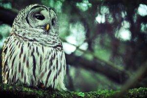 owl, Birds, Branch, Moss, Animals, Filter, Depth Of Field, Nature, Lichen