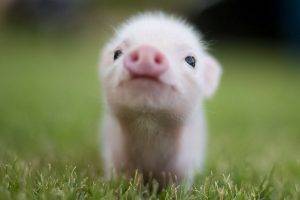 pigs, Baby Animals, Animals, Grass
