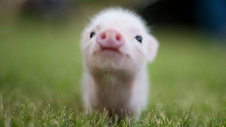 pigs, Baby Animals, Animals, Grass HD Wallpaper Desktop Background