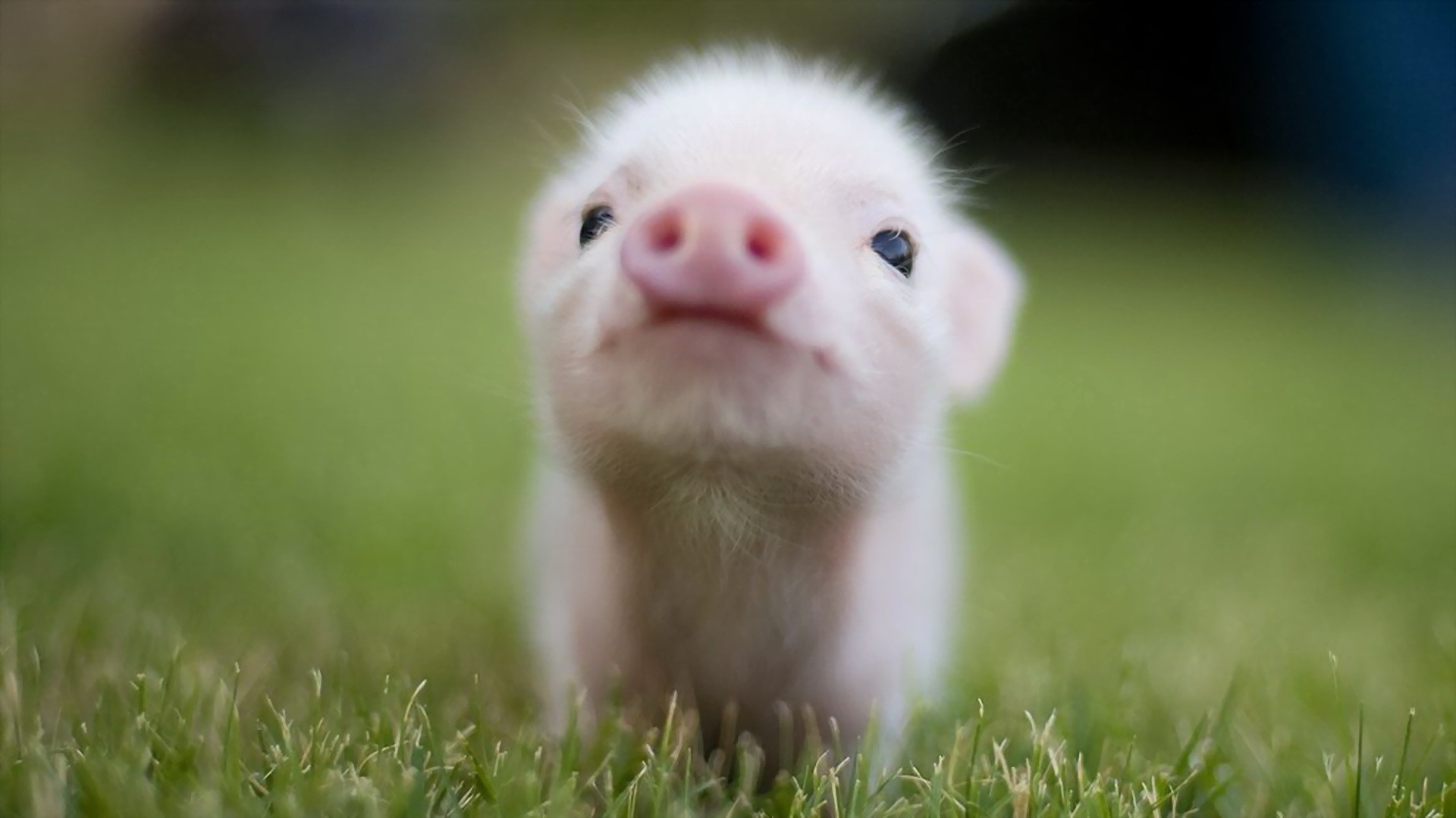 pigs, Baby Animals, Animals, Grass Wallpaper