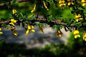 nature, Yellow Flowers, Flowers, Branch