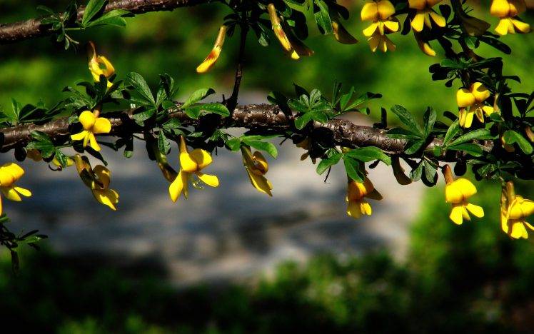 nature, Yellow Flowers, Flowers, Branch HD Wallpaper Desktop Background