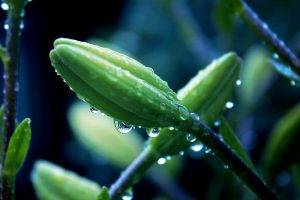 nature, Macro, Water Drops