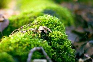 nature, Macro, Depth Of Field, Moss