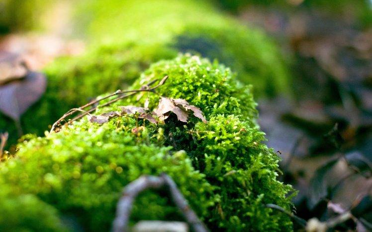 nature, Macro, Depth Of Field, Moss HD Wallpaper Desktop Background