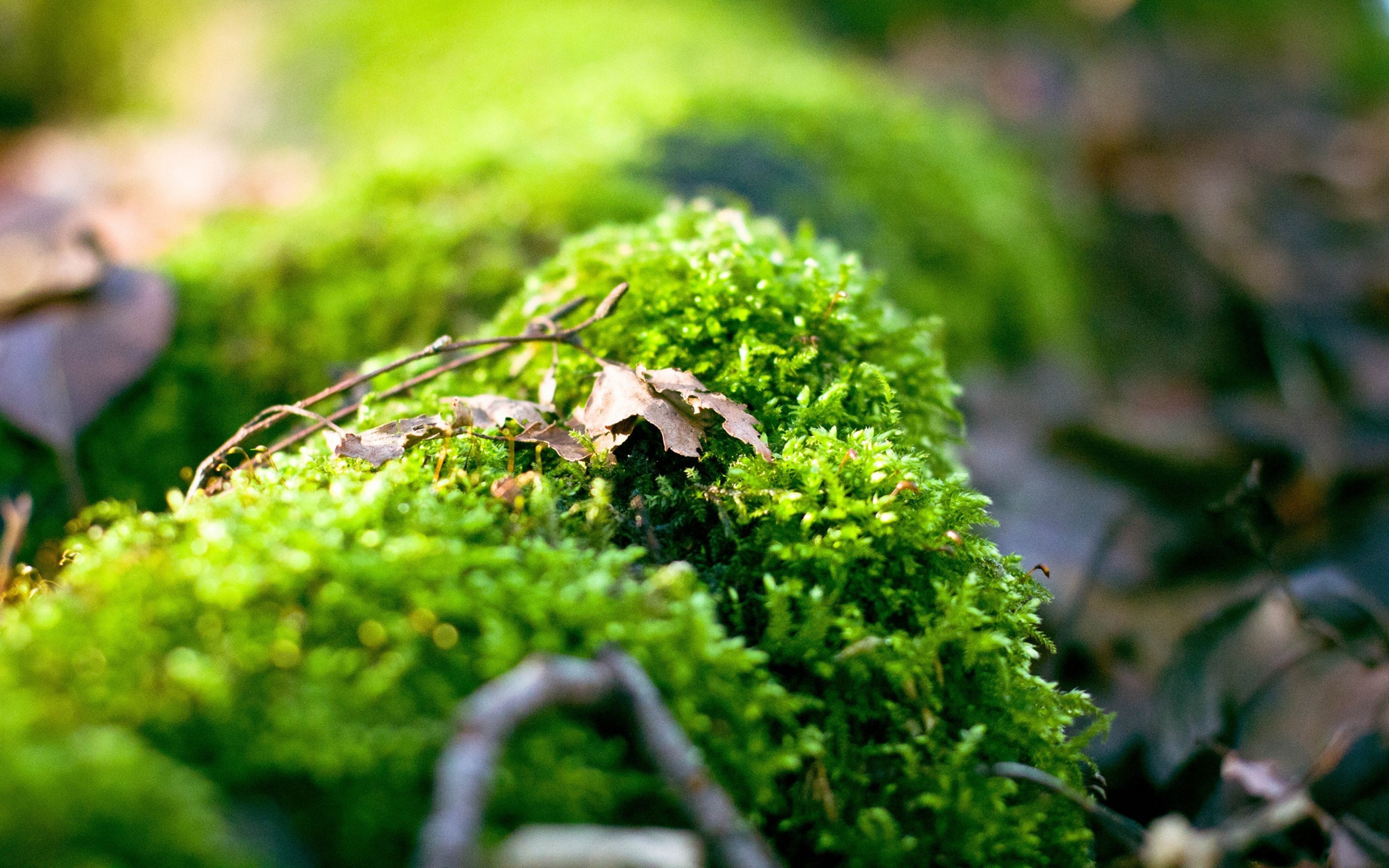 nature, Macro, Depth Of Field, Moss Wallpaper
