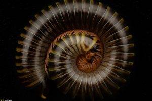 National Geographic, Spiral, Nature, Insect