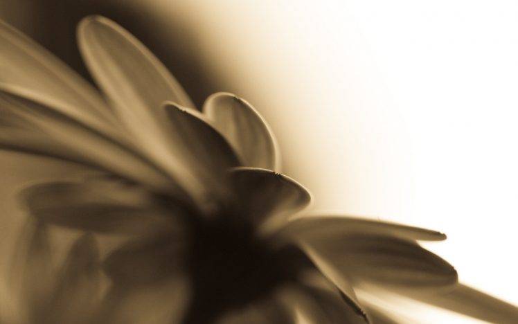 flowers, Sepia, Macro HD Wallpaper Desktop Background
