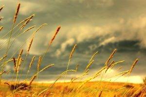 field, Grass, Clouds, Macro, Spikelets, Depth Of Field, Nature