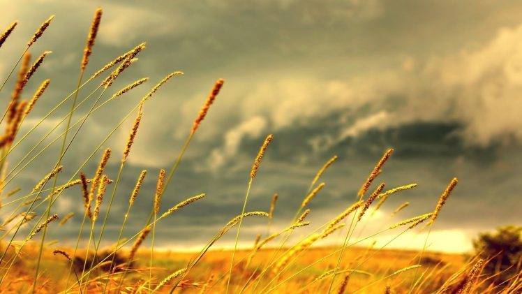 field, Grass, Clouds, Macro, Spikelets, Depth Of Field, Nature HD Wallpaper Desktop Background