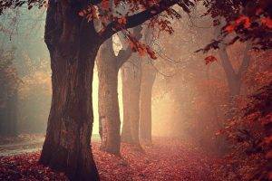fall, Mist, Trees, Nature, Leaves, Forest